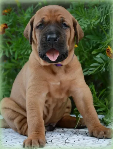 -- Fila Brasileiro Lindos Filhotes 