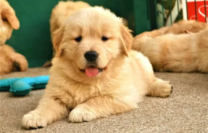 Golden Retriever- Macho com 67 dias, pelagem dourada, saudáveis e lindos- Daniela Lima