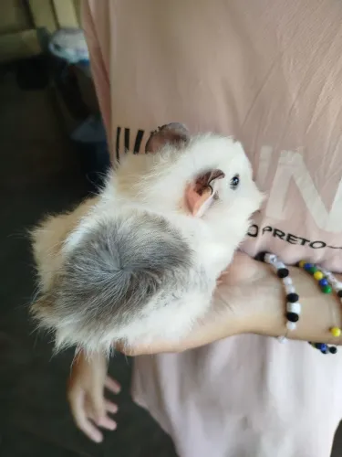Lindo porquinho da índia macho 