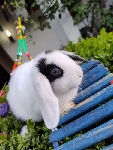 Coelho mini Lop disponível 
