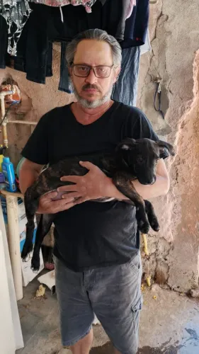 Filhotes misturados com Pit Bull e caramelo 