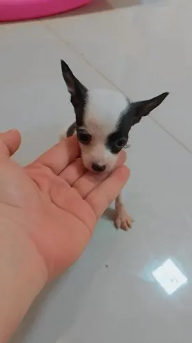 Pinscher macho 01