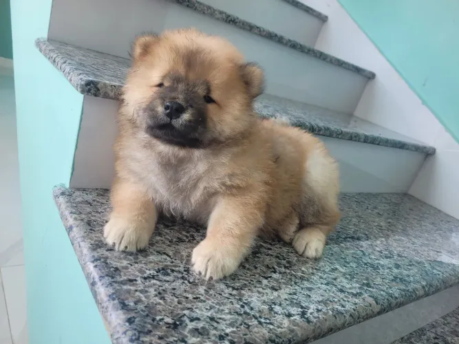 Filhotes de chow chow