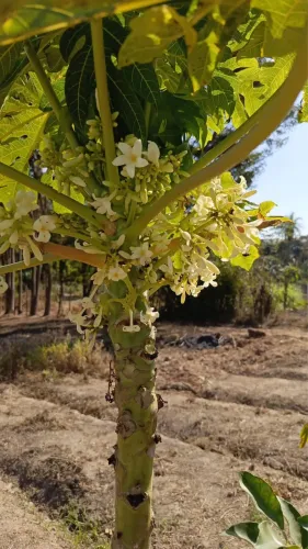 Lote Bairro Nazareno - Próximo Aeroporto Betim