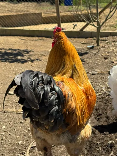 Ovos de Brahmas dúzia