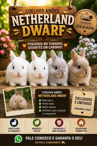 Coelho anão Netherland Dwarf