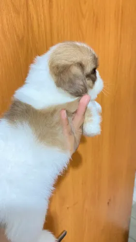 Vendo filhote shitszu 