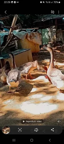 Vendo ganso Africano 