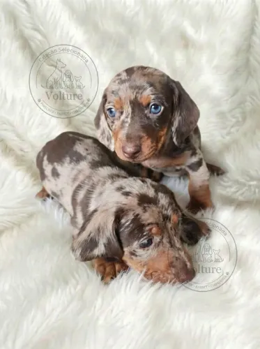 Basset teckel pequenos e fofos