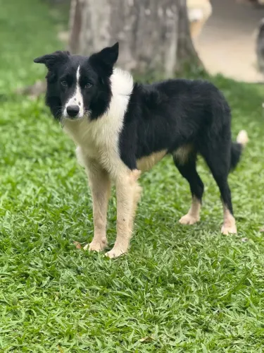 Border Collie Macho Preto e Branco para doação responsável