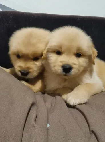 FILHOTES DE GOLDEN RETRIEVER - DISPONÍVEIS