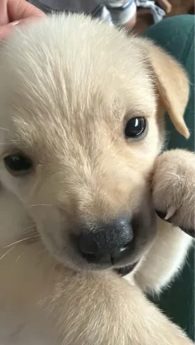 Golden cruza com labrador