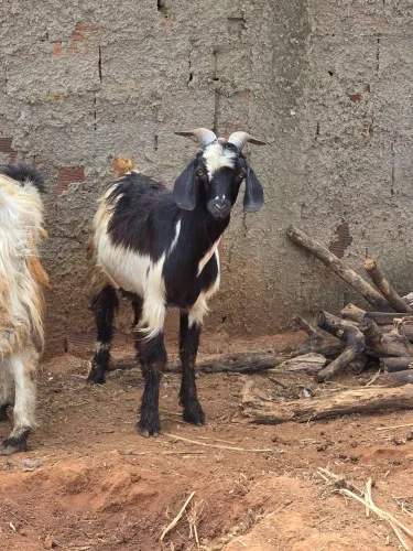 Bode cabrito novo