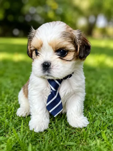 Lhasa apso macho filhote a pronta entrega?