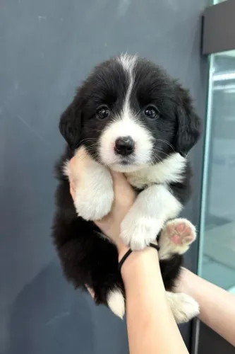 Filhotes de Border Collie | Filhote cheio de personalidade.