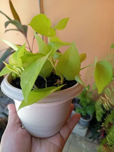 Jibóia folhas verde limão perfeitas