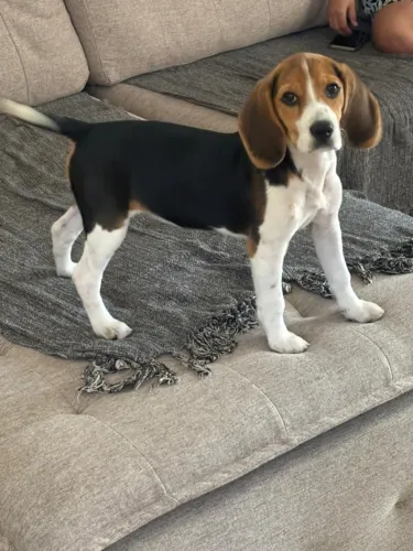 BEAGLE FÊMEA - 5 MESES - VACINADA E VERMIFUGADA