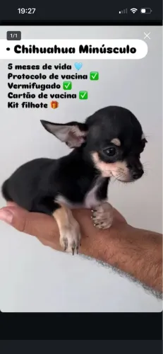 Chihuahua 