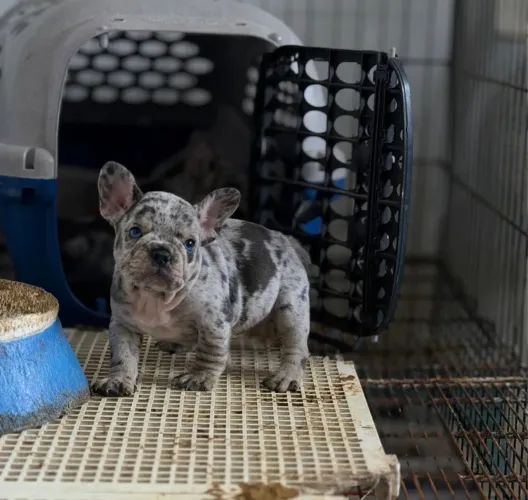 Filhote de buldogue francês exótico 