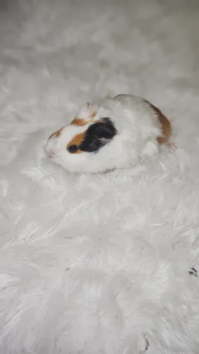 Porquinho da Índia pra venda...