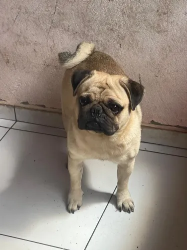 Vendo cachorro da raça Pug macho com 3 anos valor a negociar aceito trocas