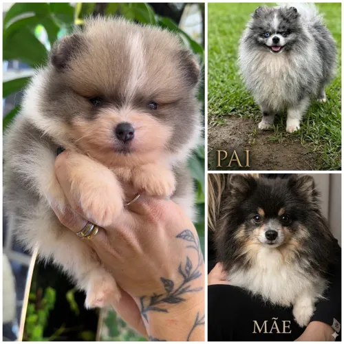 LULU DA POMERANIA