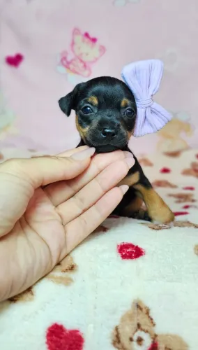 Filhotinhos Pinscher/Pincher Muito Brincalhões Macho e Fêmea com Garantias