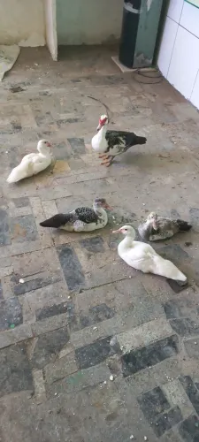 Patinhos filhotes e pato adulto