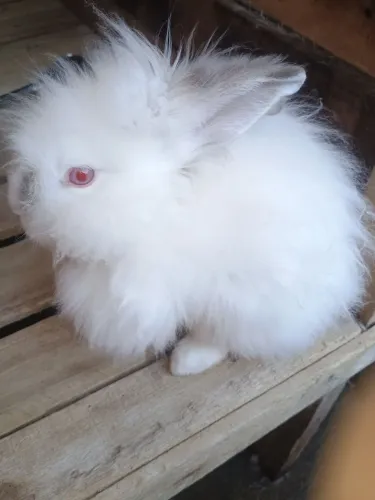 Coelho mini lion