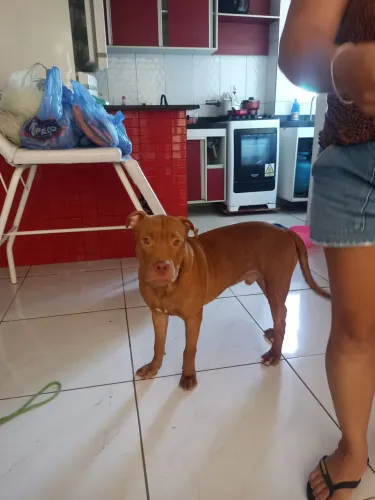 Pitbul APBT ja vacinado com todas as vacinas, incluso vermífugo, 8 meses