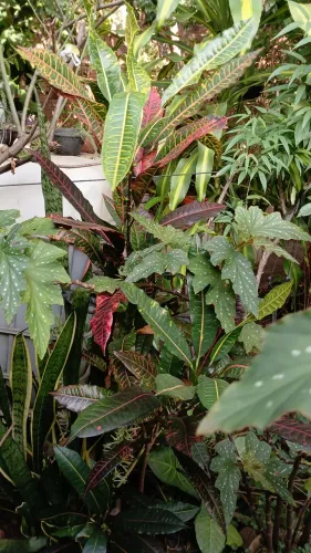 Várias plantas em promoção!!!