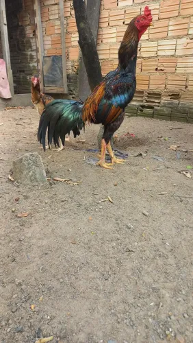 Vende-se galo top