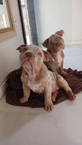 American Bully Macho Trililac e Fêmea Trililac Exotic Merle 