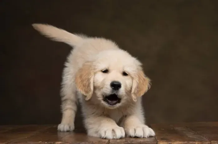 Golden Retriever Filhote Com Um Jeito Alegre Que Encanta