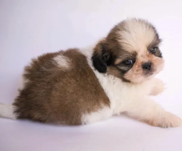 Shih tzu pequeno, peludo e muito carinhoso