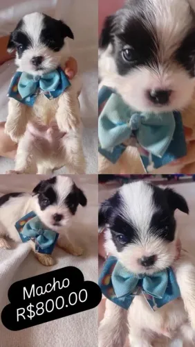 Vendo filhote Lhasa Apson