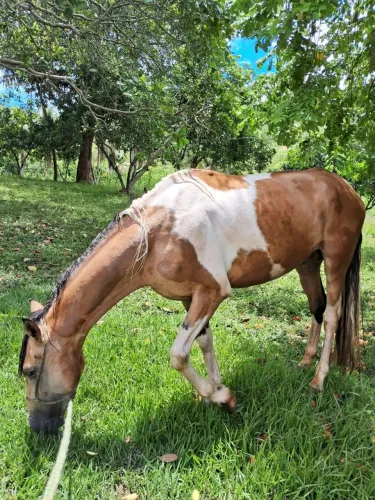 Vende se cavalo