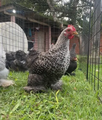 Mini Cochin - Galinha/Galo ornamental