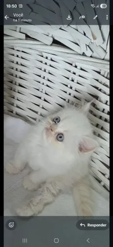 Filhote de gasto persa macho