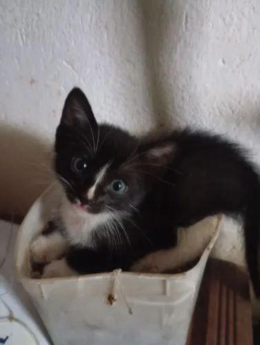 Gatinhos para doação