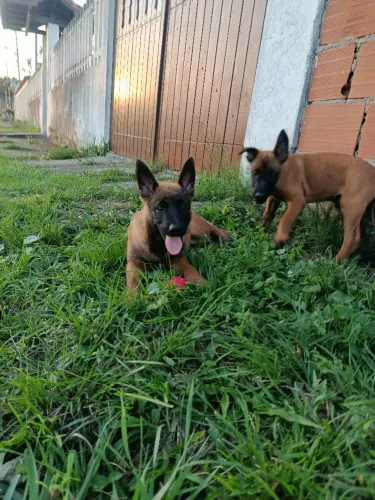 Pastor Belga Malinois