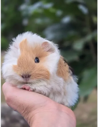 Porquinho da india