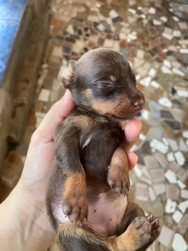 Cachorro Pinscher número 2