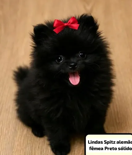Vende-se filhote de Spitz Alemão fêmea