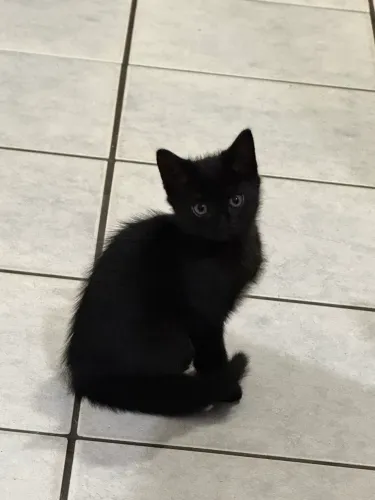 Doa-se gatinha!!