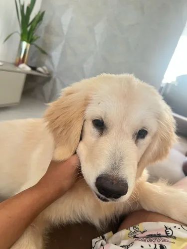 Vende-se Filhote Fêmea Golden Retriever CBKC 