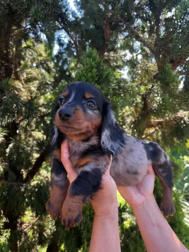 Dachshund arlequim preto com prata 