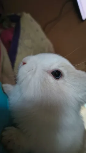 Coelhos