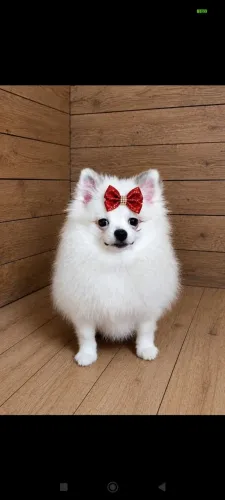 SPITZ ALEMÃO disponível