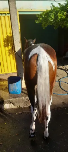 Potra pampa
